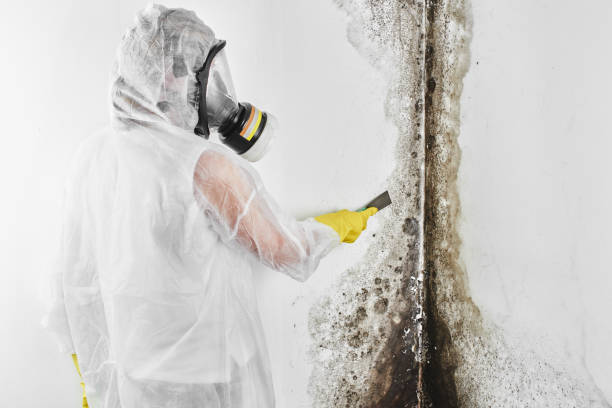 Best Mold Removal and Inspection  in Fruitland, IA