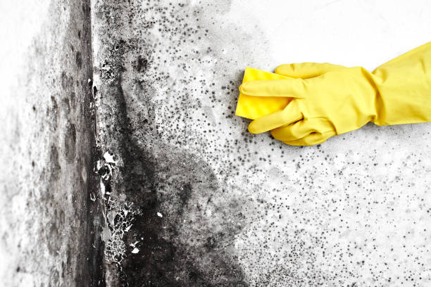 Best Emergency Mold Removal  in Fruitland, IA