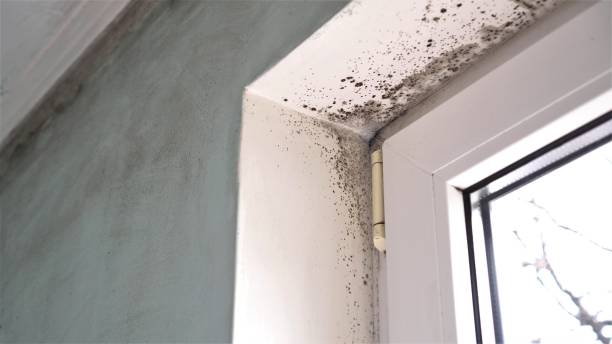 Best Certified Mold Removal  in Fruitland, IA