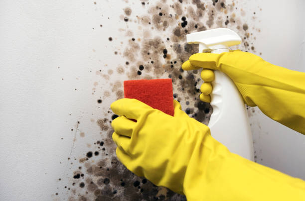 Best Black Mold Removal  in Fruitland, IA