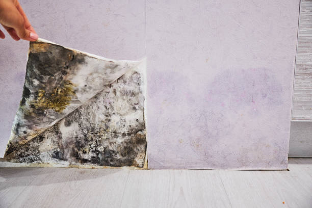 Best Local Mold Removal Service  in Fruitland, IA